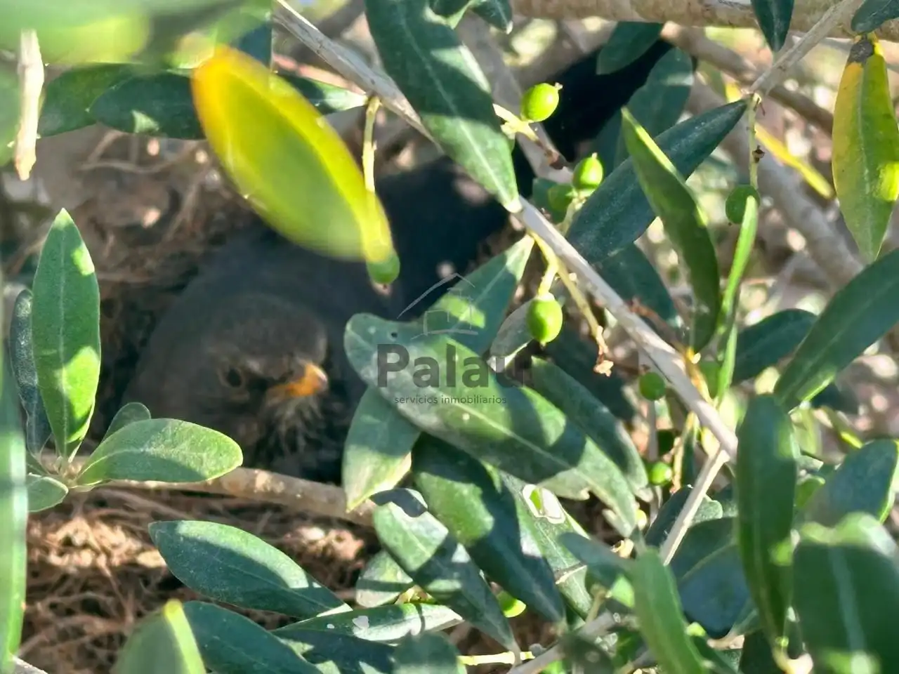 Garden of Residential for sale in Ciutadella de Menorca