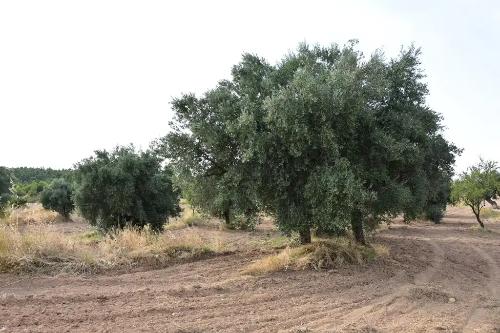 Terreni e lotti in vendita a La Fresneda, imagen 3