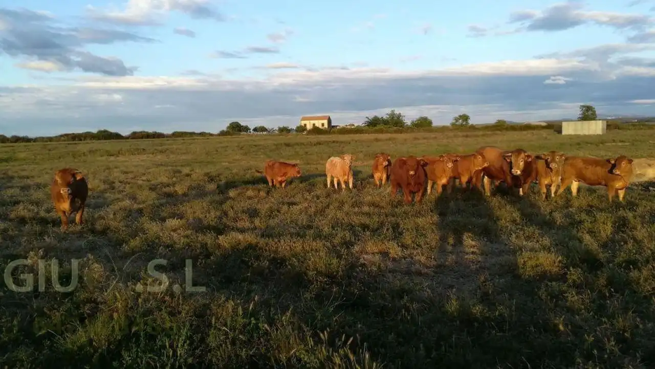 Terreni e lotti in vendita a Valdesalor - Rincón de Ballesteros, imagen 2