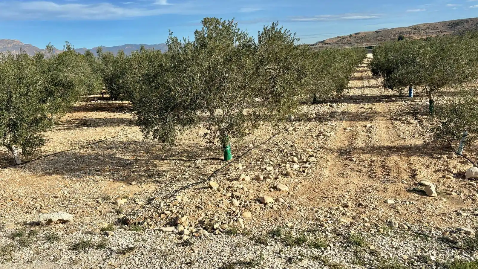 Rustikales Grundstück zum Verkauf in Pedanías Este, imagen 16