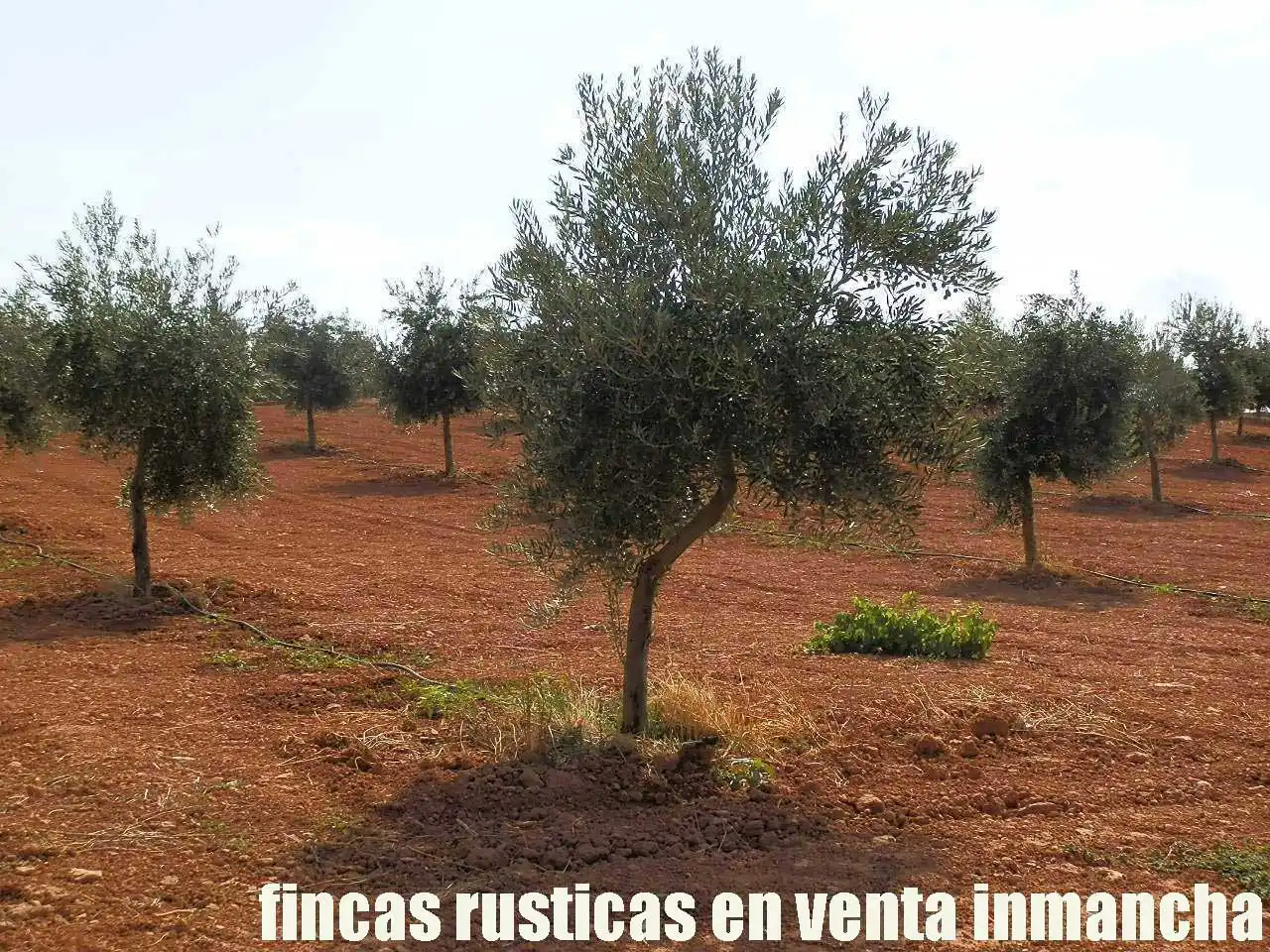Terreno rústico en venta en Moral de Calatrava, imagen 12