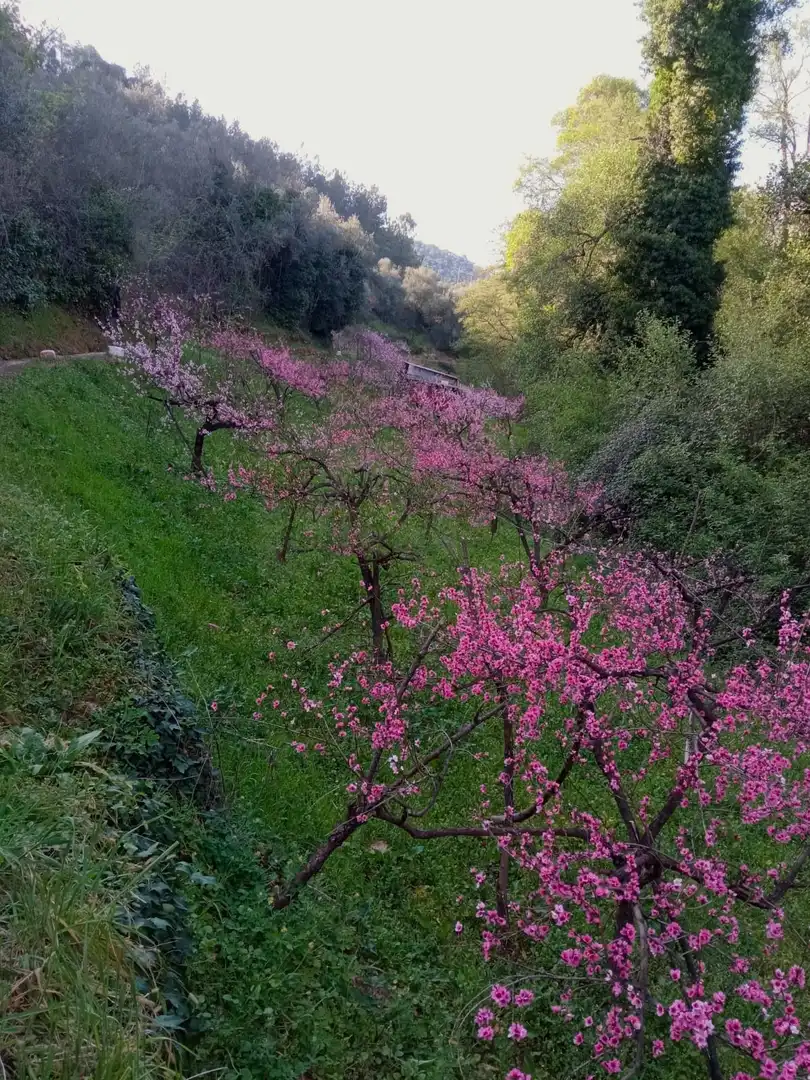 Garten von Grundstücke zum Verkauf in La Nava