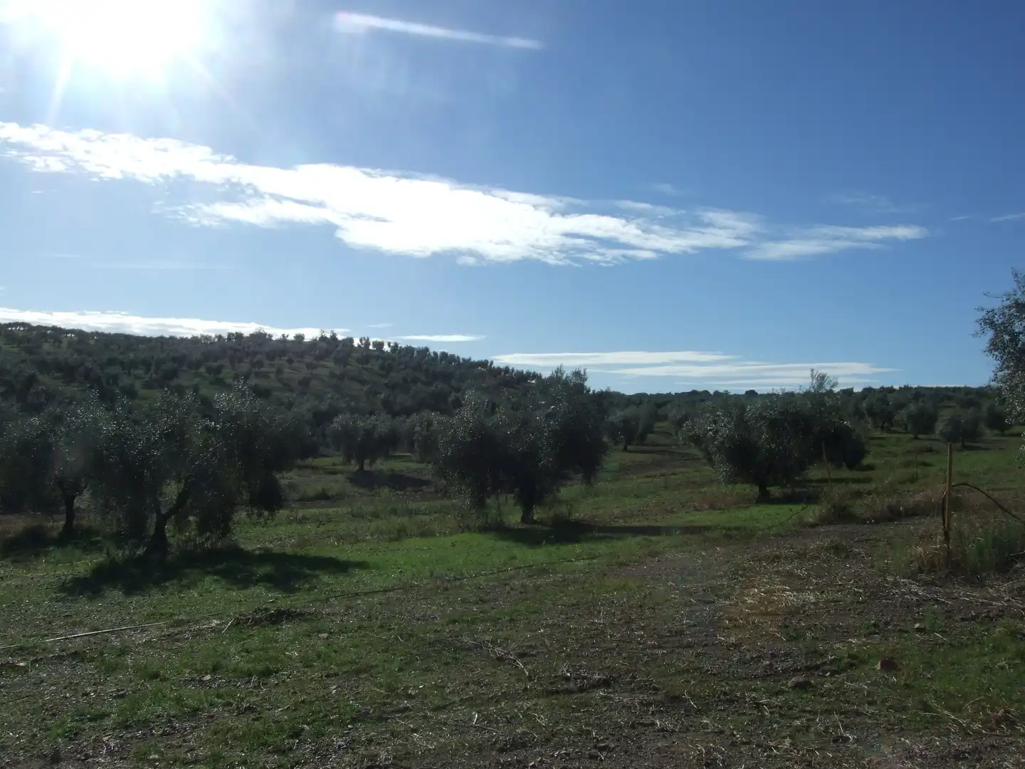 Terreno en venta en Calzadilla de los Barros