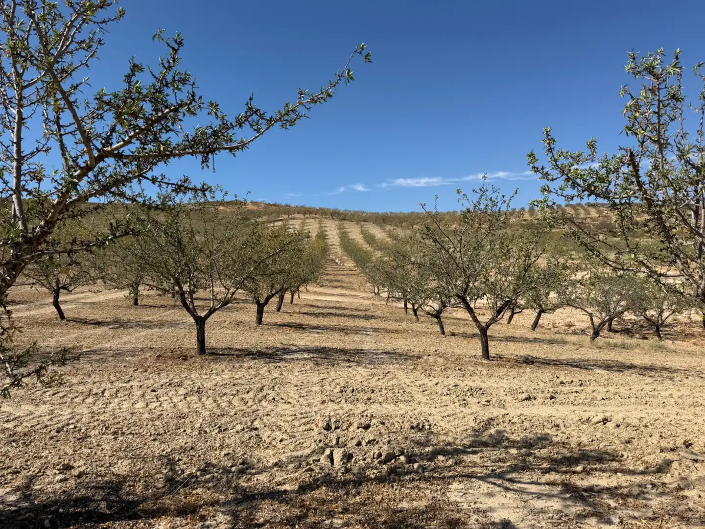 Terreno rustico in vendita a Camino de Alhendín, imagen 9