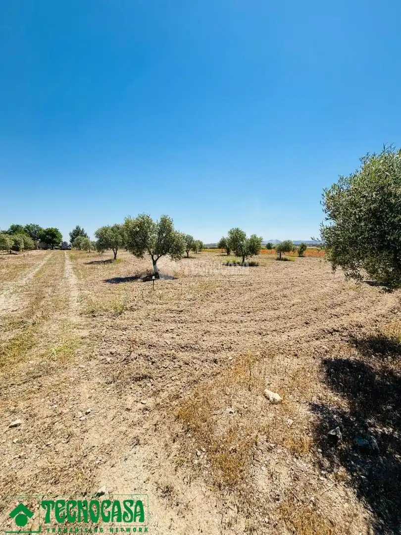 Land for sale in Mascaraque