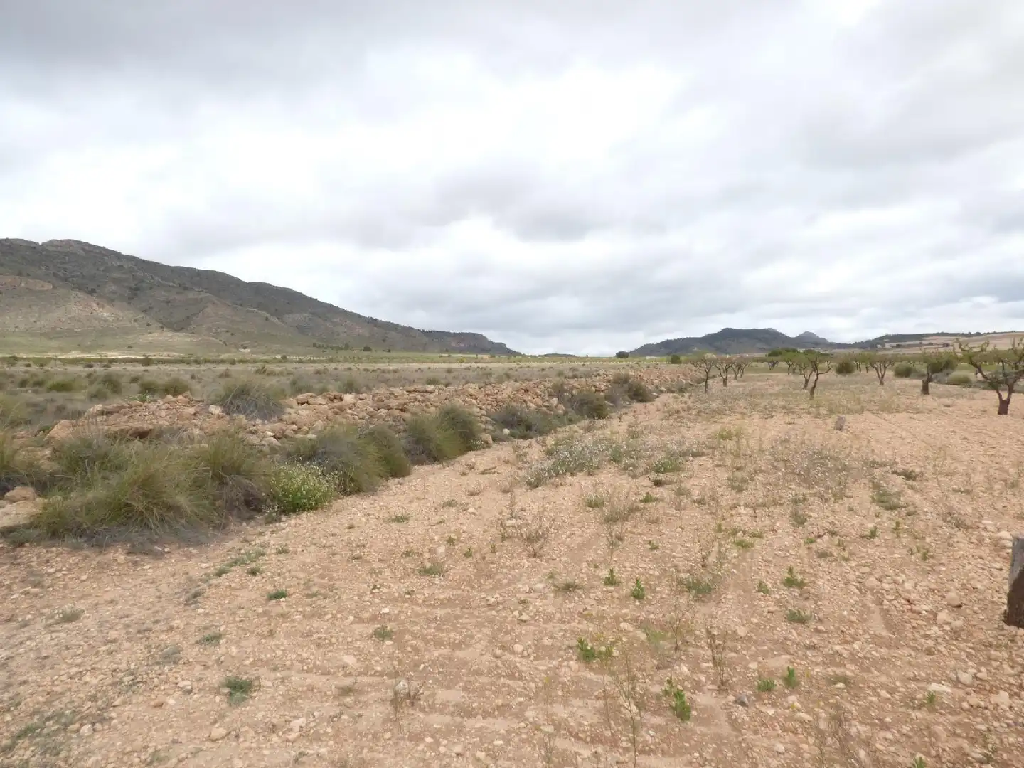 Rustikales Grundstück zum Verkauf in Jumilla, imagen 6