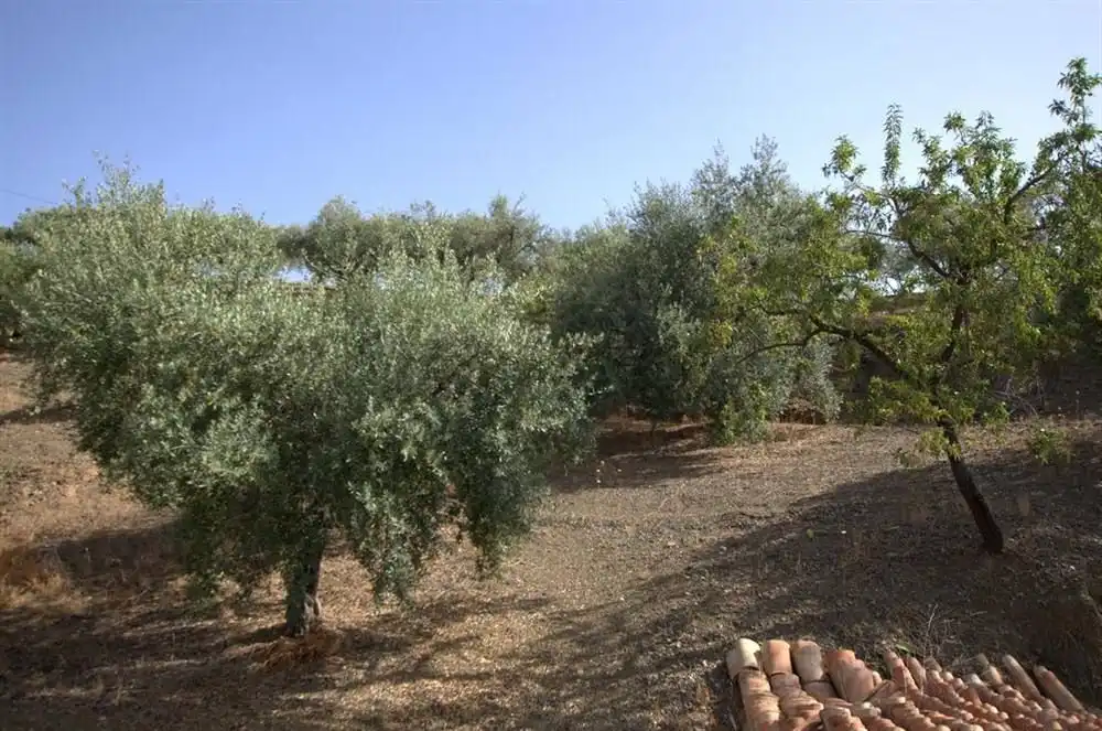 Maison à vendre à Sedella, imagen 6