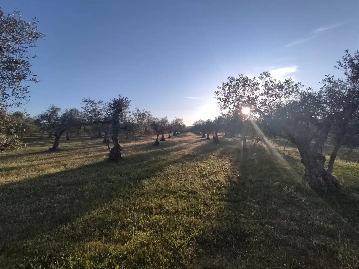 Terreno en venta en Alconera