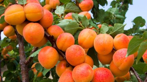 SE VENDE FINCA EN PLENA PRODUCCIÓN FRUTALES, imatge 5