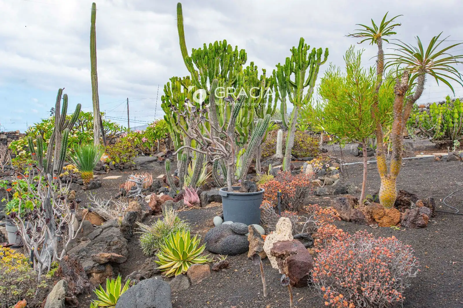 Jardín de Casa o chalet en venta en Tazacorte, Santa Cruz de Tenerife