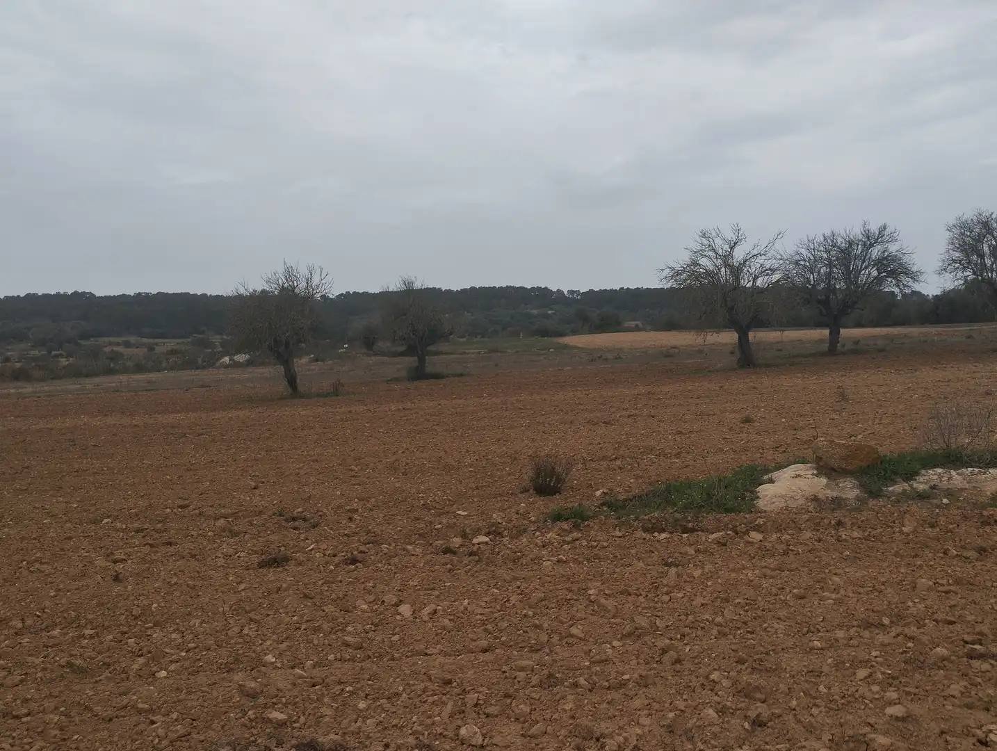 Rural land for sale in Algaida, imagen 3