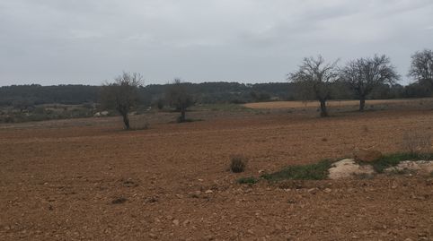 Finca DE CULTIVO ZONA PUNXUAT., immagine 3