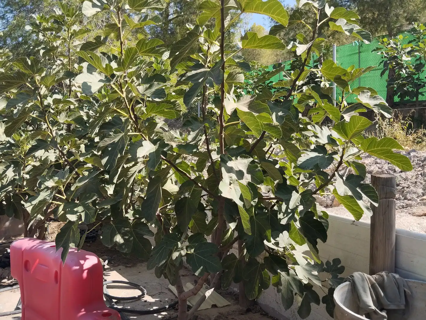 Terreno rustico in vendita a Santa Fe de Mondújar, imagen 54