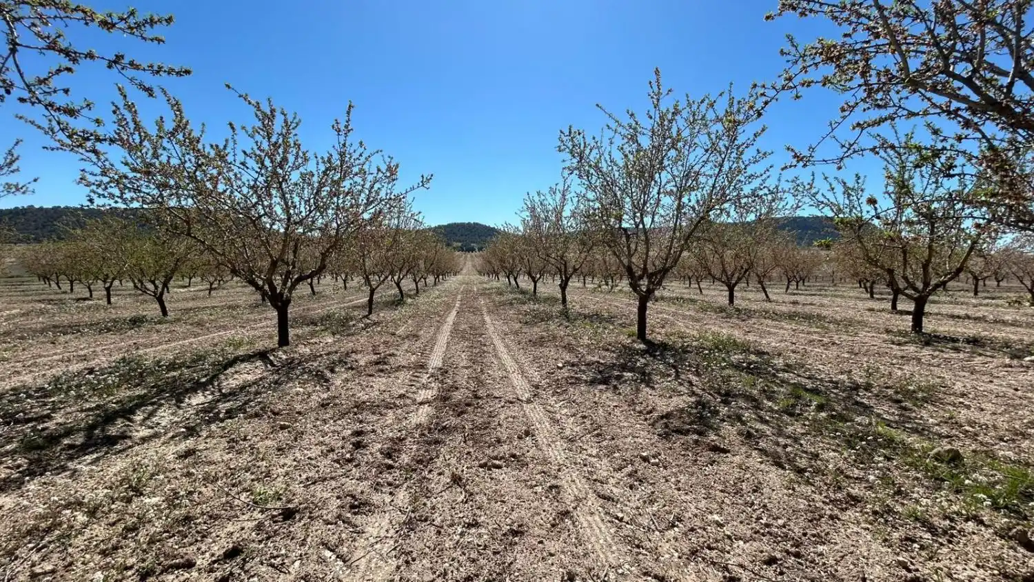 Finca rústica en venda en Tobarra