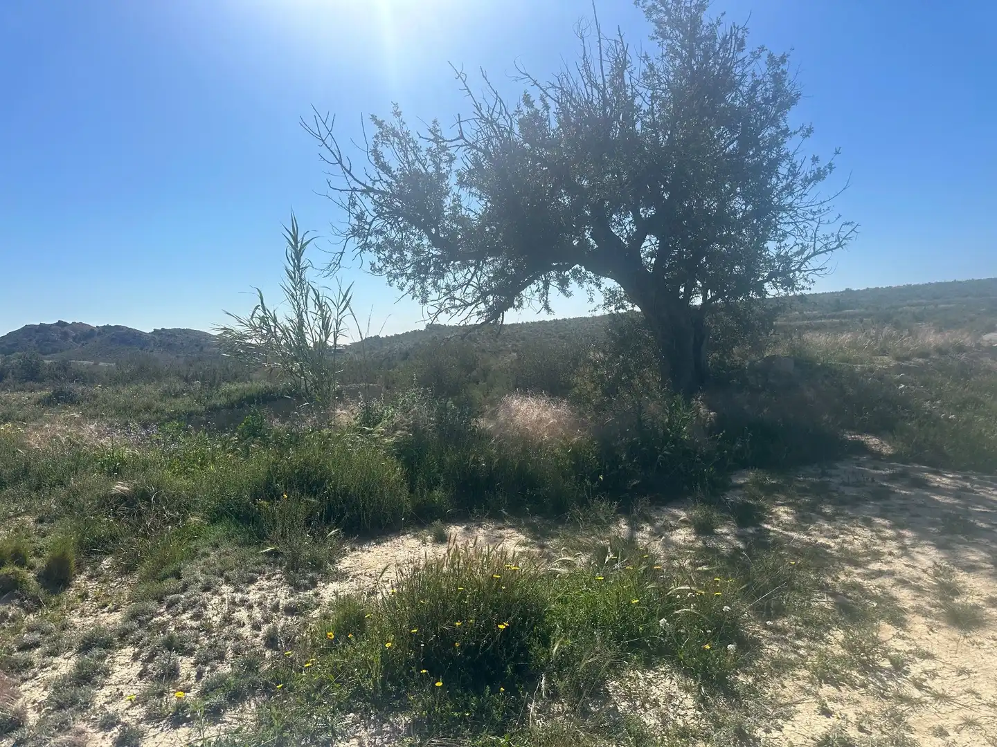 Terrains et parcelles à vendre à Agost, imagen 10