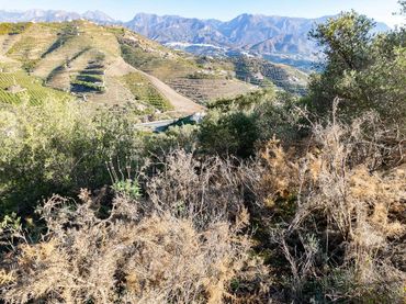 Terreno rustico in vendita a Avda Pescia - Ctra de Frigiliana
