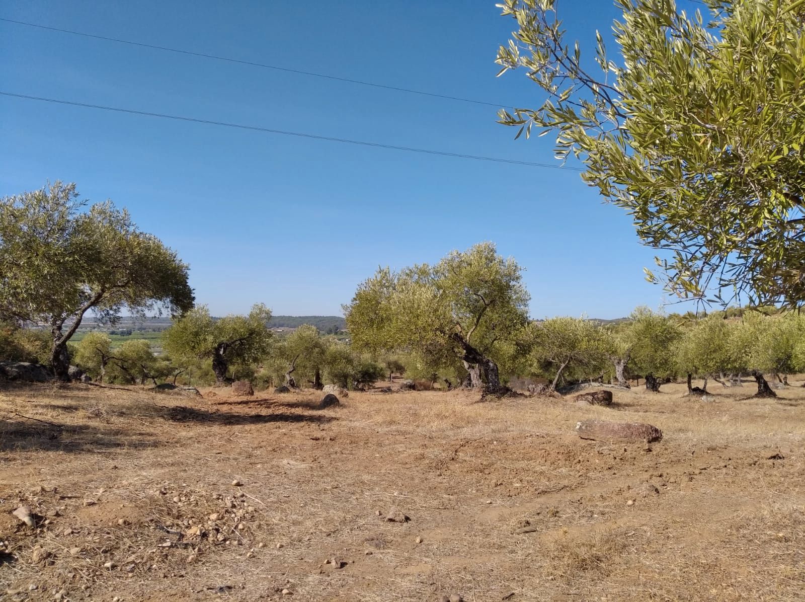 Land for sale in Lora del Río