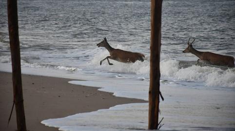 Photo 4 of Residential for sale in Coto, Almonte