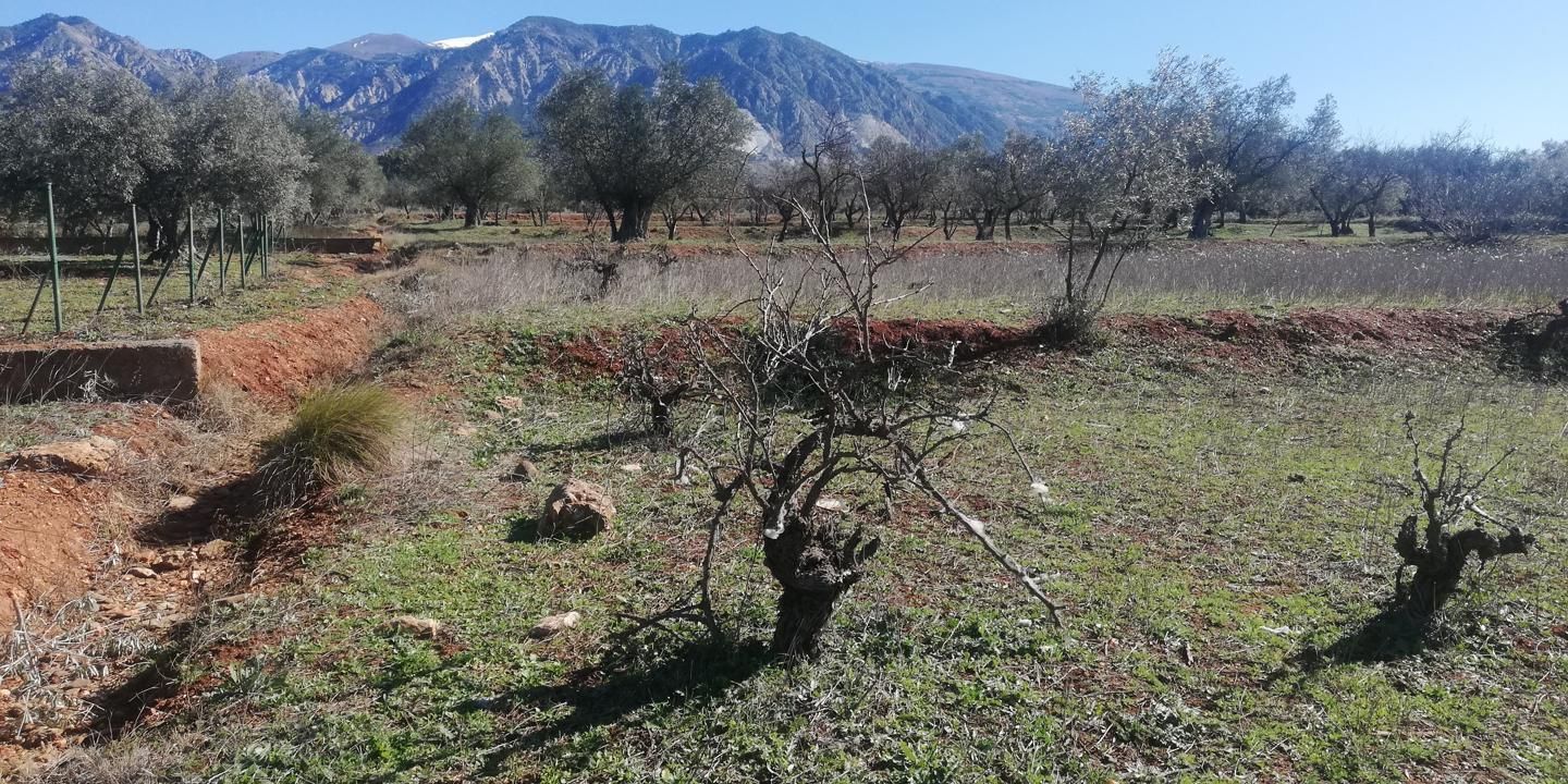 Finca rústica en venta en Dúrcal
