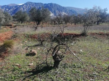 Casa rústica en venta en Marchena 1
