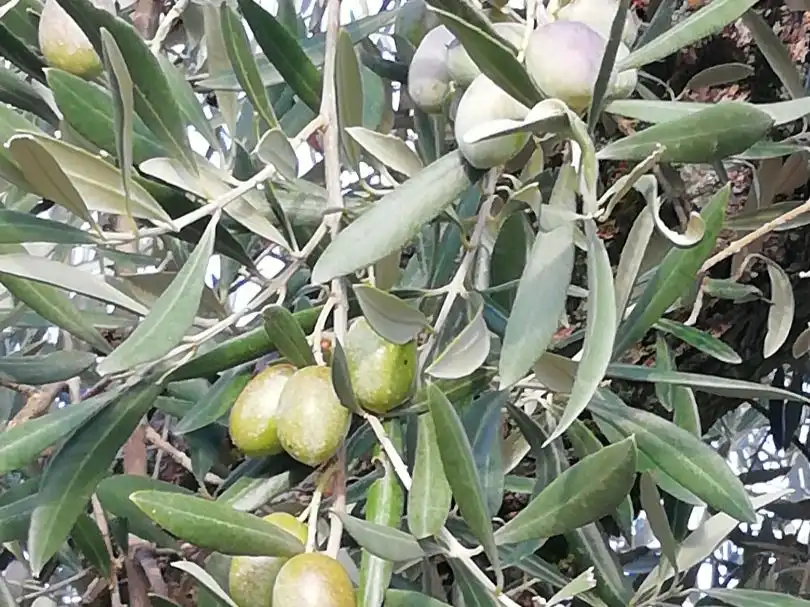 Terreni e lotti in vendita a CERVANTES 80, imagen 6