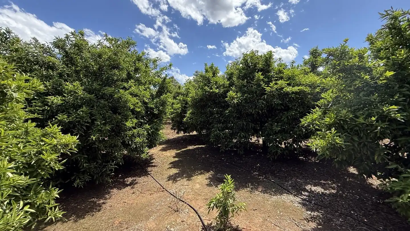 Terrain rustique à vendre à La Pobla Llarga, imagen 10