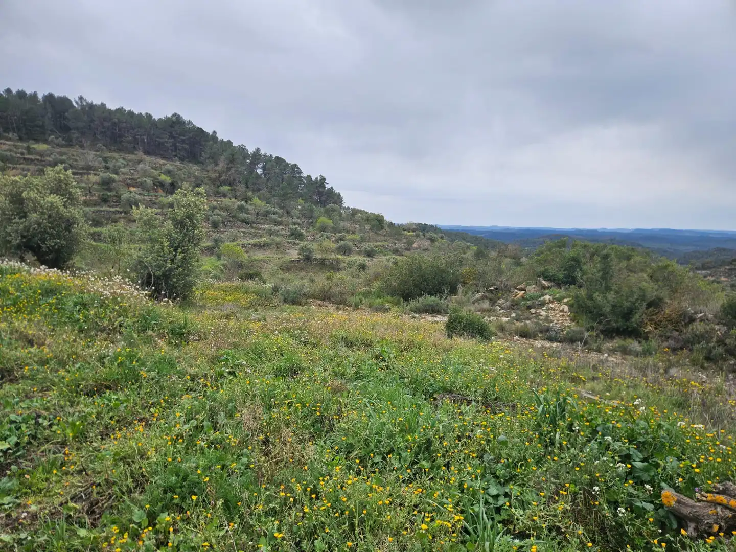 Rural land for sale in Cervià de Les Garrigues, imagen 9