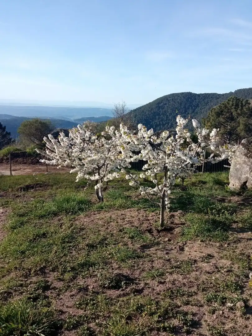 Garten von Residential zum Verkauf in El Hornillo 