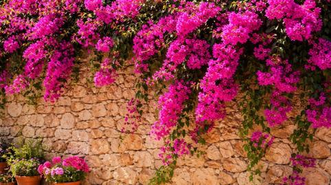 Foto 2 de Finca rústica en venda a Montuïri, Illes Balears