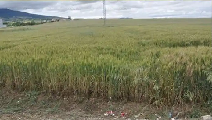 Terreny rústic en venda a Poligono2, imagen 7