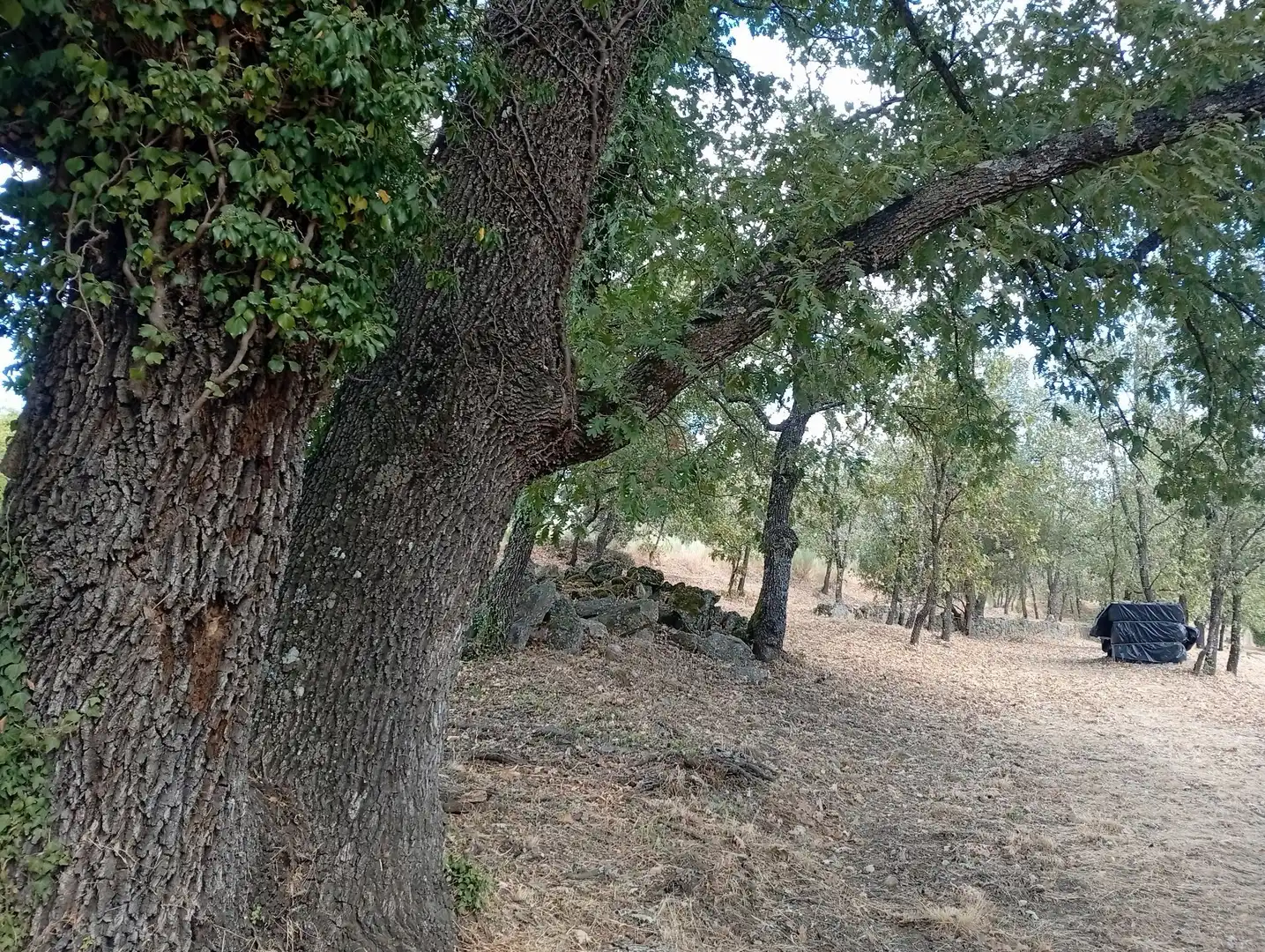 Terreni e lotti in vendita a Villanueva de la Vera, imagen 126