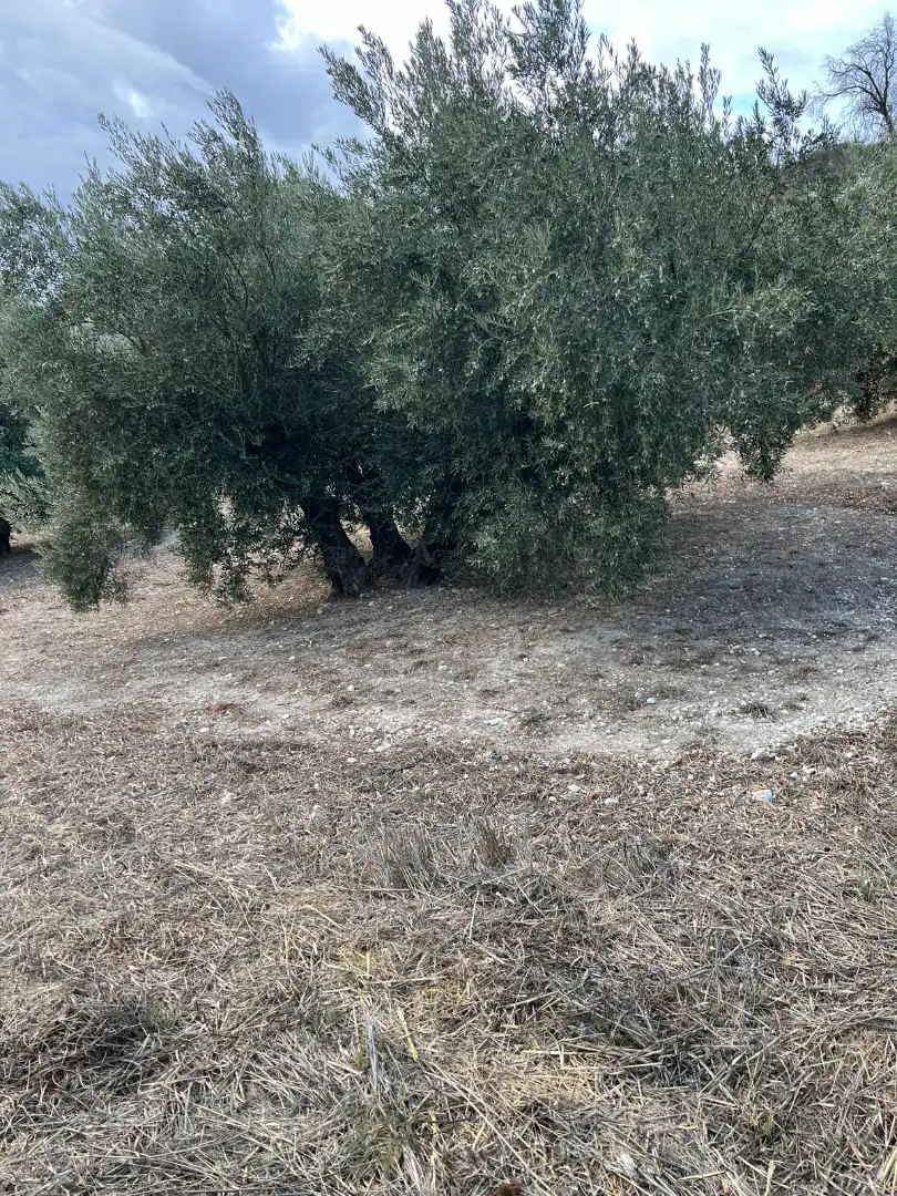 Terreny rústic en venda a Almedinilla, imagen 16