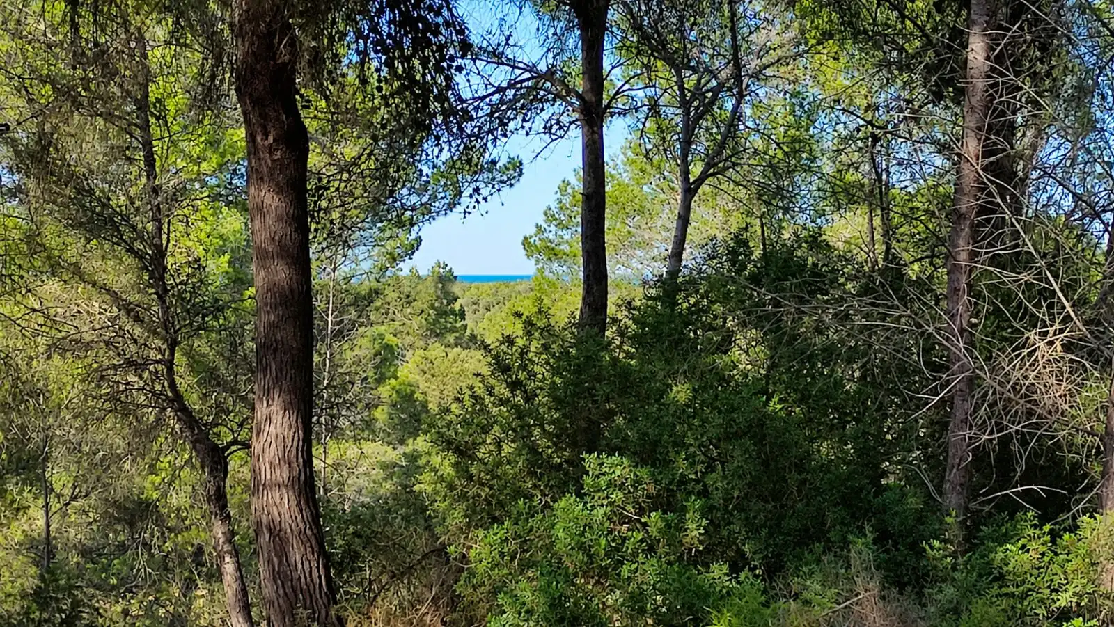 Wohnbaugrundstück zum Verkauf in Santa Margalida Poble, imagen 2