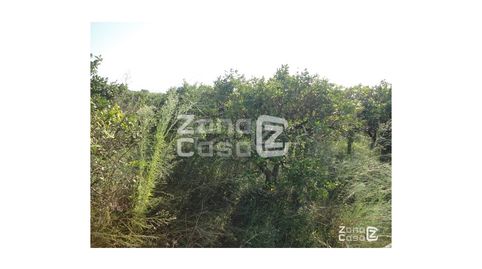 Foto 3 de Finca rústica en venda a Benicull de Xúquer, Valencia