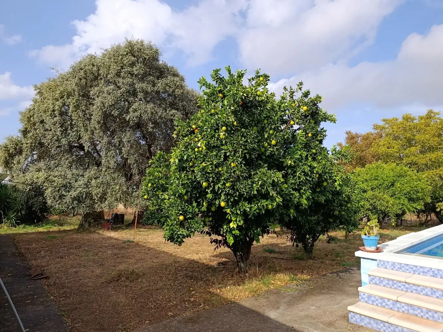Country homes for sale in Olivenza, Badajoz