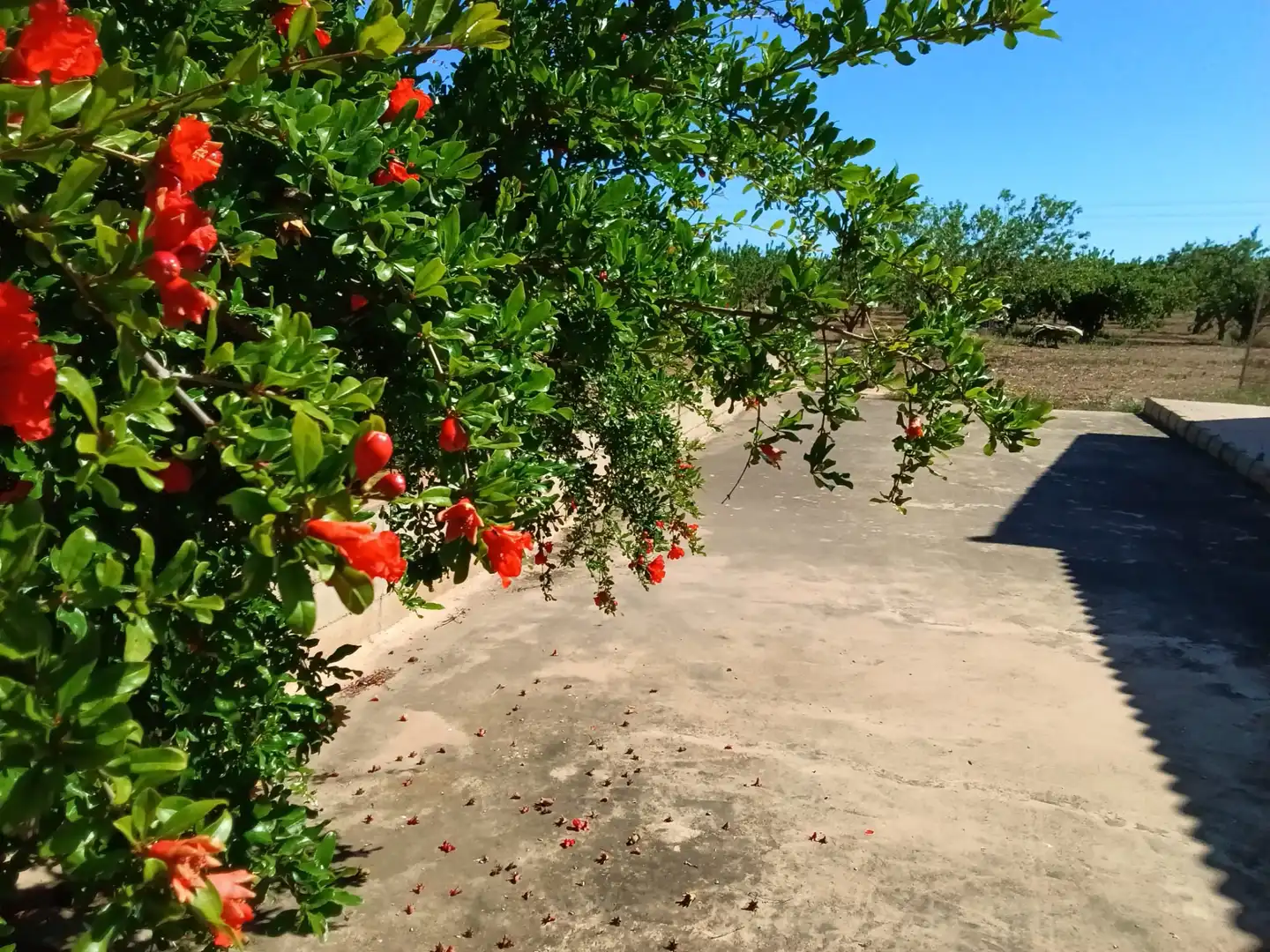 Vista exterior de Finca rústica en venta en Fuente Álamo de Murcia con Aire acondicionado, Jardín privado y Amueblado