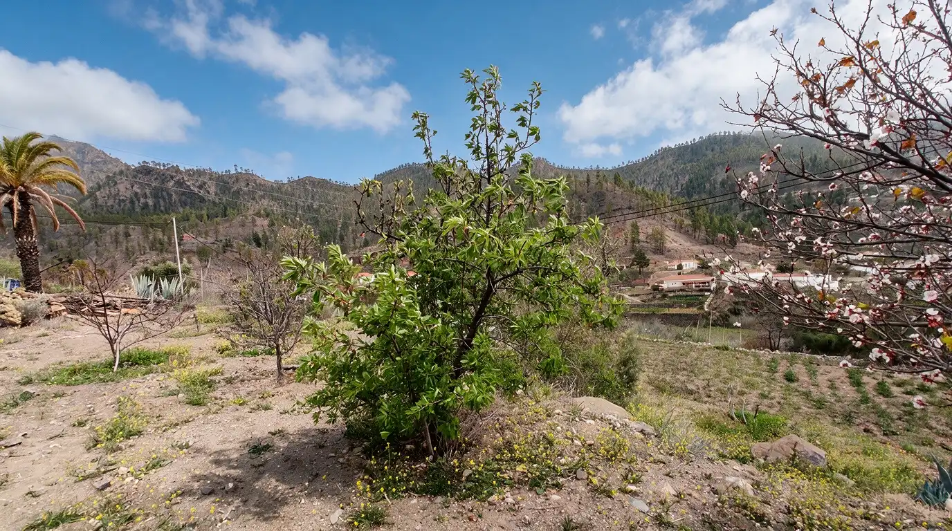 Finca rústica en venda en San Bartolomé de Tirajana amb Jardí privat