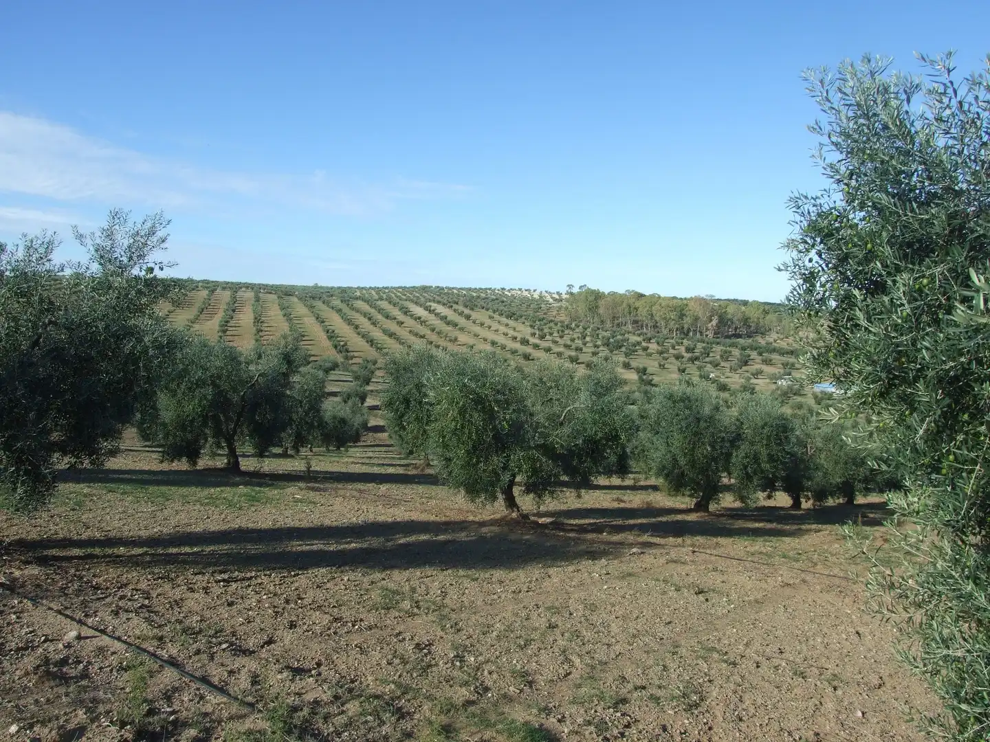 Terreno en venta en Calzadilla de los Barros