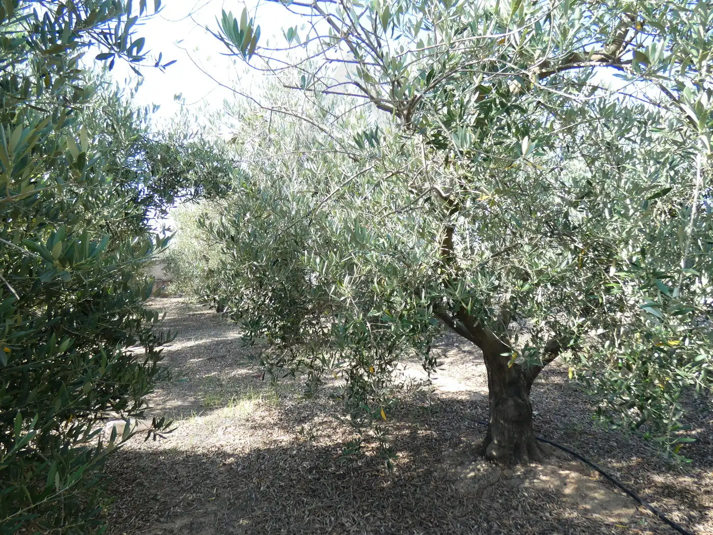 Garten von Grundstücke zum Verkauf in Torre-Pacheco