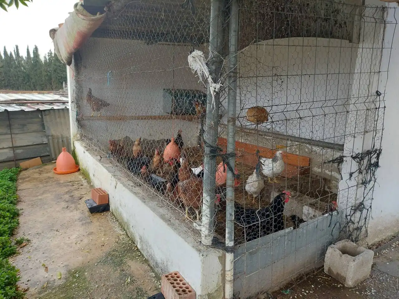 Terreno rústico en venta en Jerez norte - Montealto - Pozoalbero, imagen 6