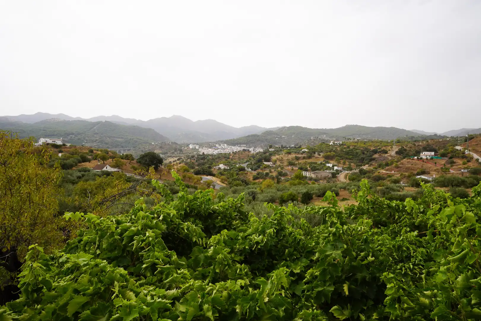 Rural land for sale in Monda, imagen 17