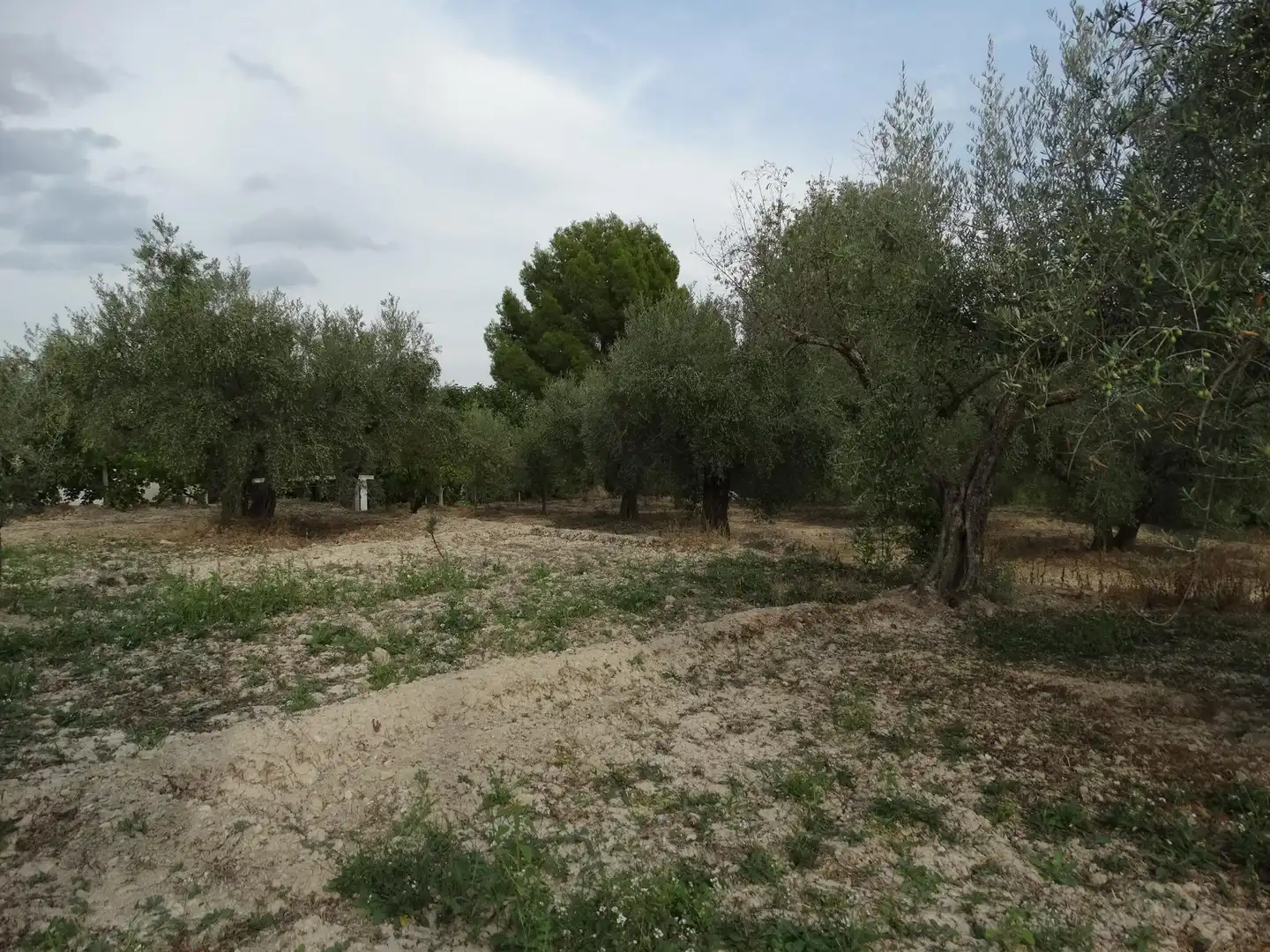 Villa avec piscine à vendre à Moratalla, imagen 22
