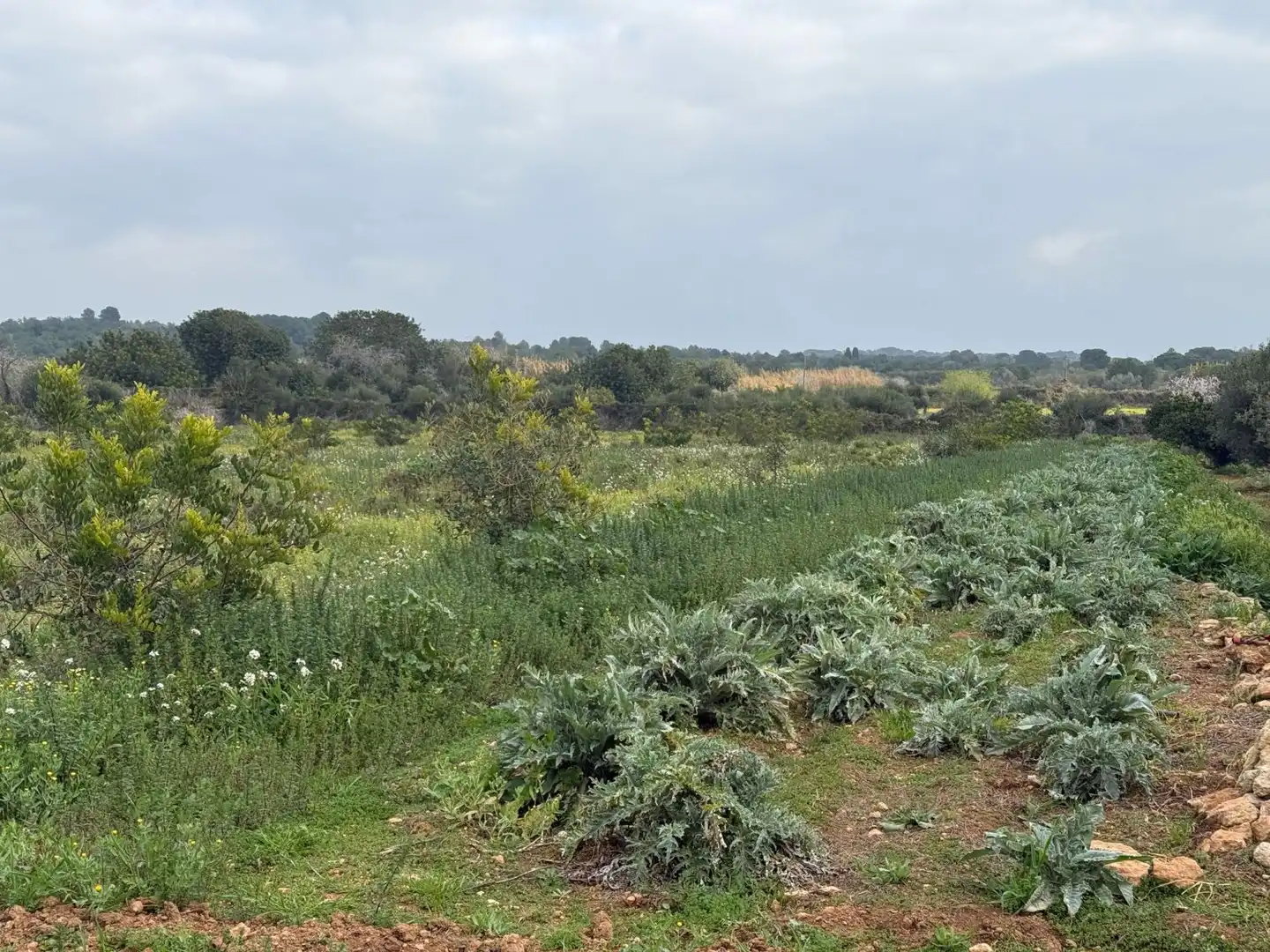 Finca rústica en venda a Altafulla