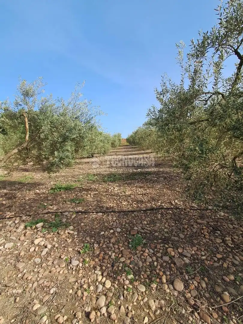Terreno rustico in vendita a Carmona, imagen 14