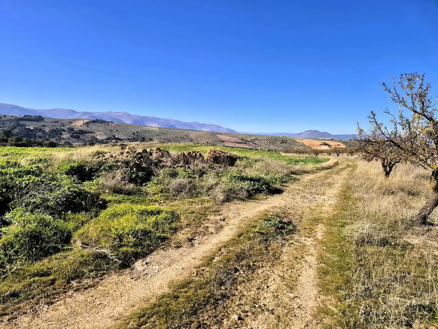 Rural land for sale in Alhama de Granada, imagen 15