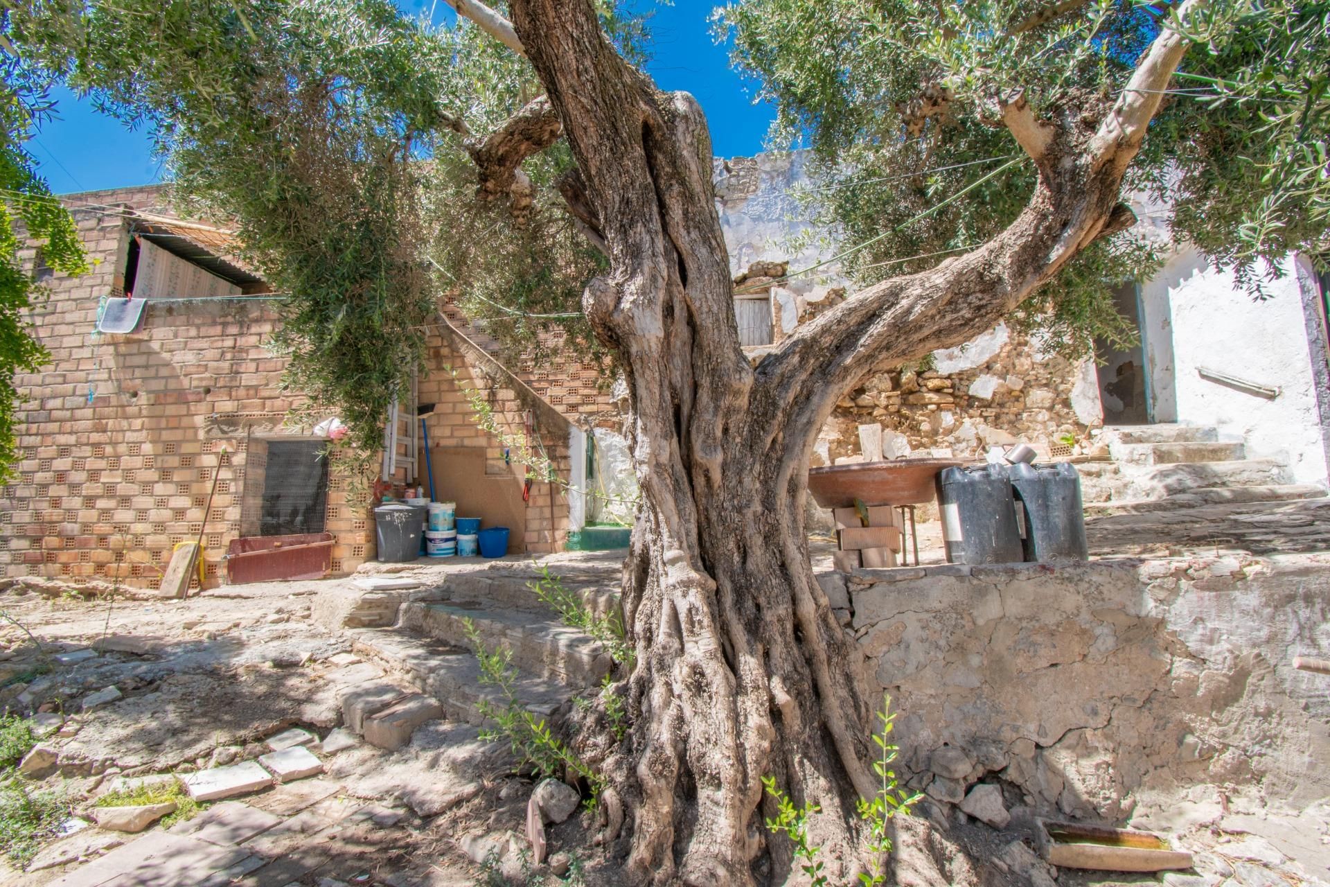 Jardí de Casa o xalet en venda en Paterna de Rivera amb Jardí privat i Terrassa