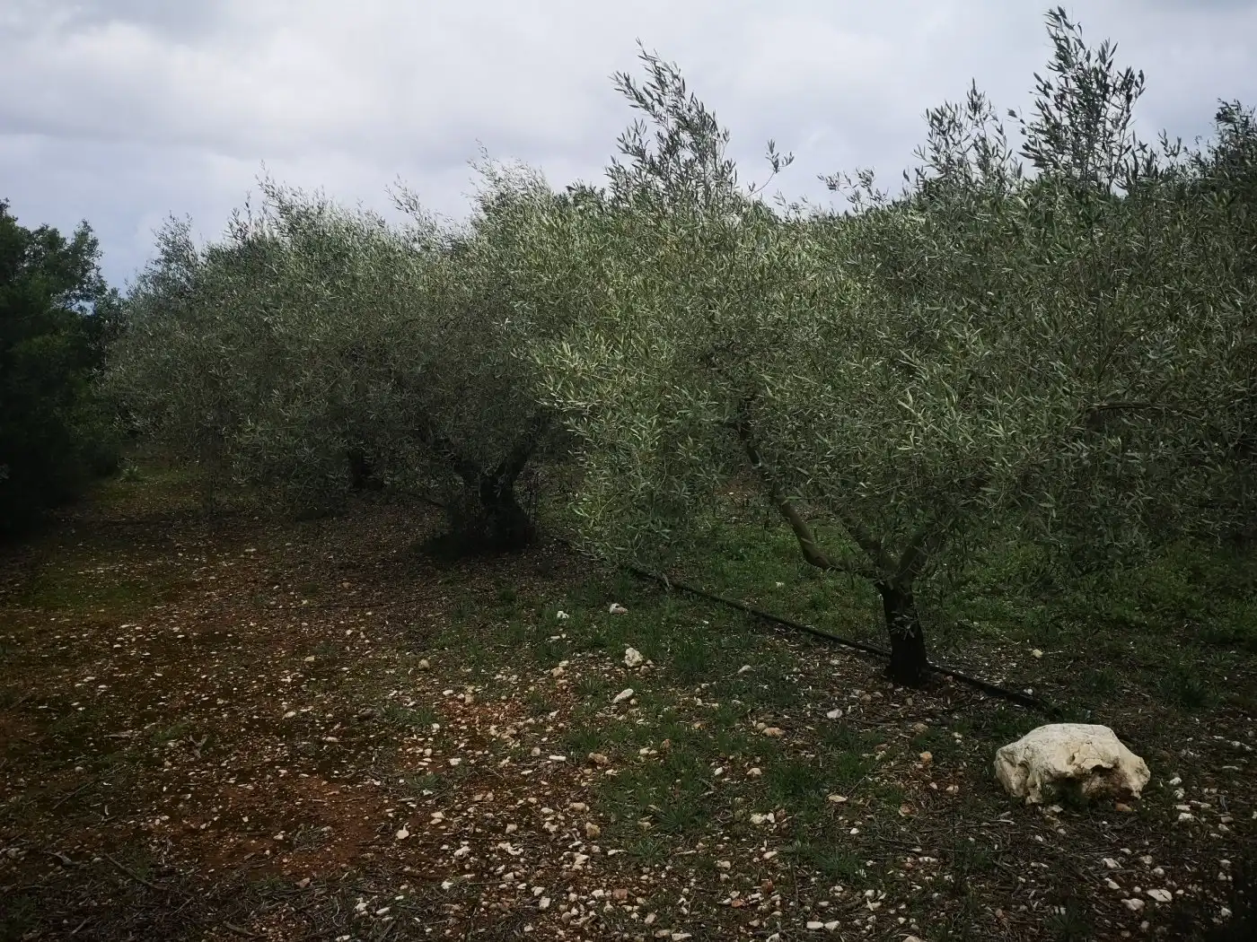 Terreno rustico in vendita a Ulldecona, imagen 2