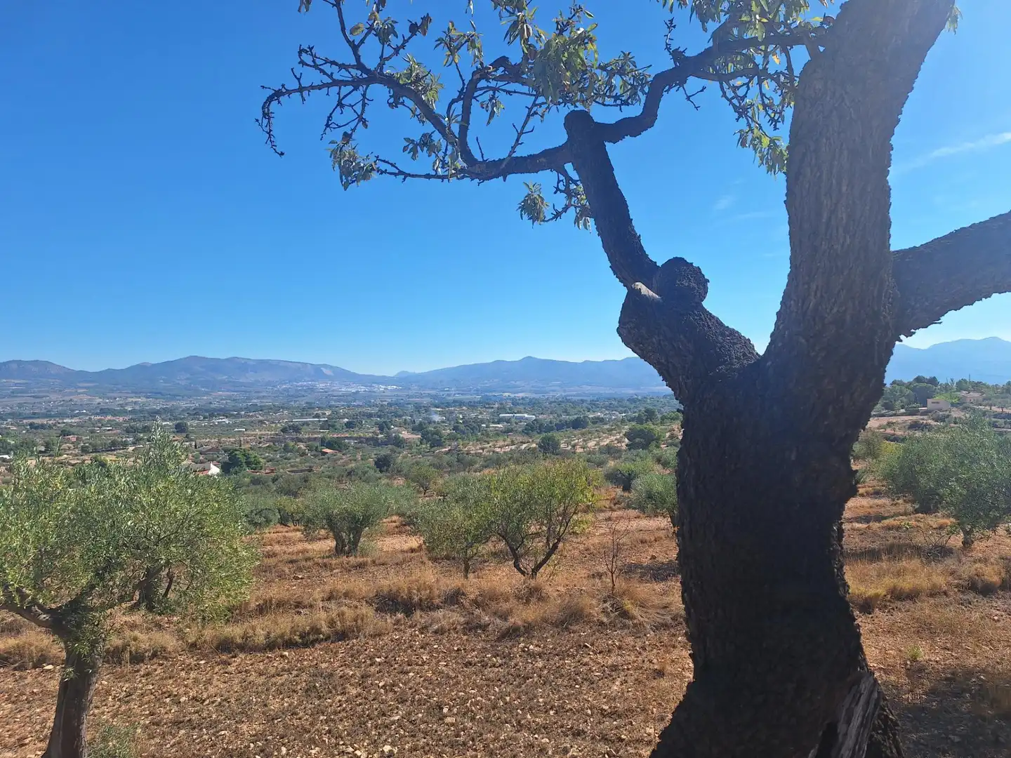 Rural land for sale in Castalla