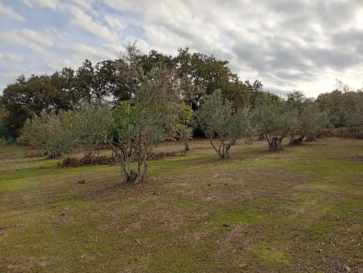 Terreni e lotti in vendita a Villanueva de la Vera, imagen 19