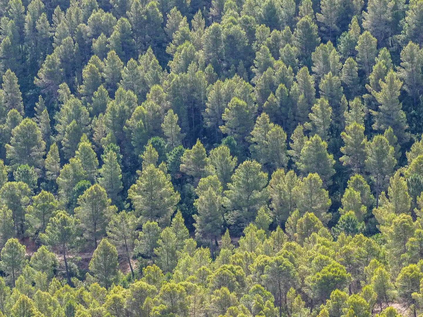 Vista exterior de Finca rústica en venta en Moratalla con Piscina